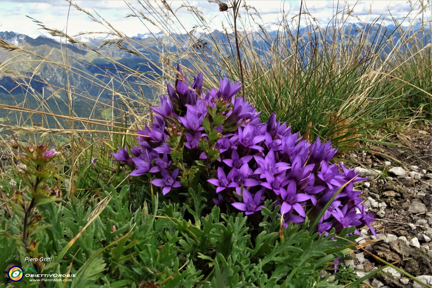 72 Anche in vetta al Barbesino tra l'erba fioriture di gentiana anisodonta-ramosa .JPG